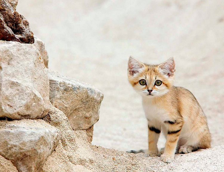 cachorro de la especie Gato de arena