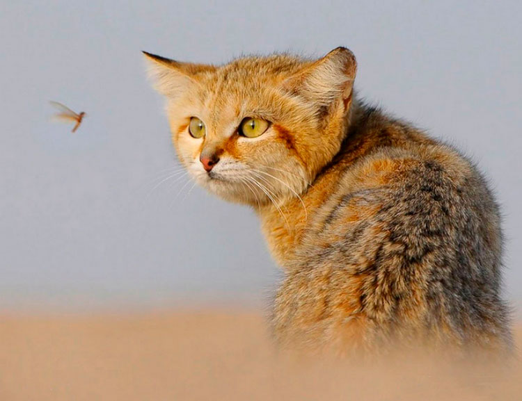 Gato de arena y mosquito