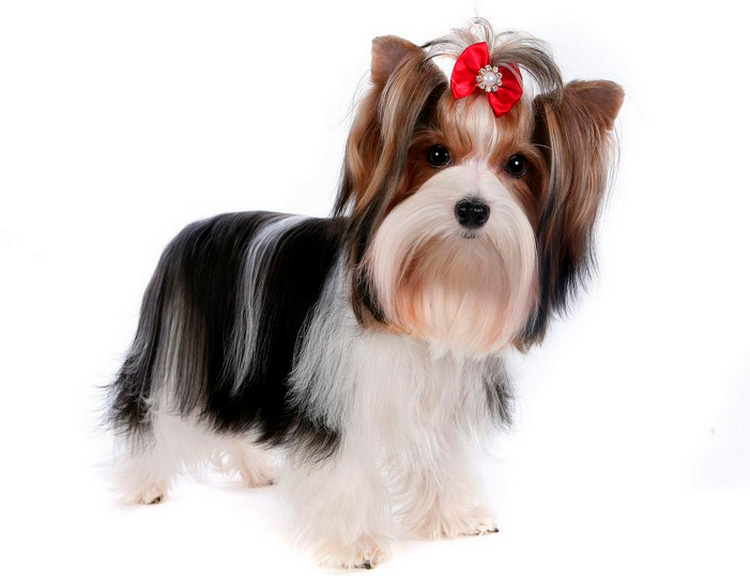 perro de la raza biver york