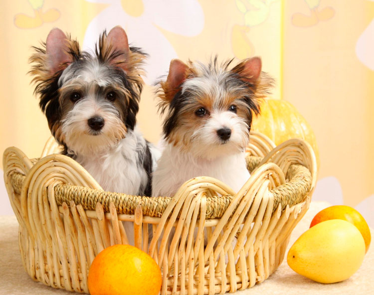 cachorros de bíver york