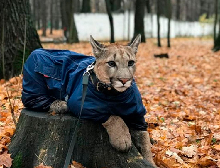 cómo vive un puma en un apartamento