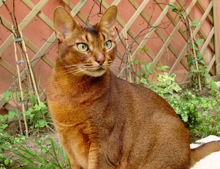 raza de puma doméstico