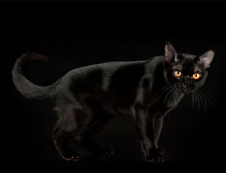 gato de Bombay pantera negra