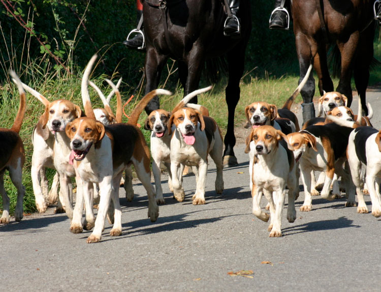 raza de perros Harrier (Sabueso inglés para liebre)