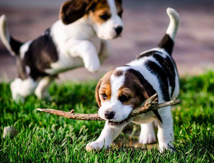 cachorro de harrier