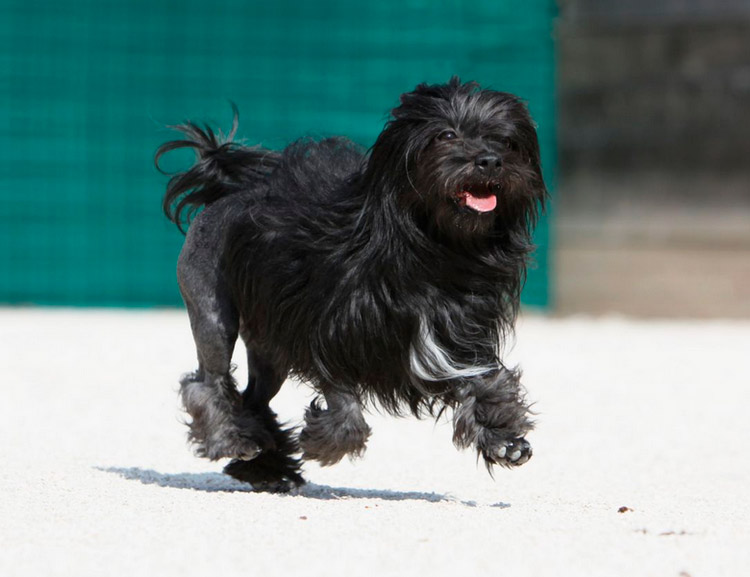 perro león negro