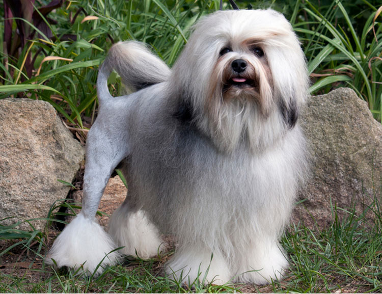 Lowchen - perro león pequeño