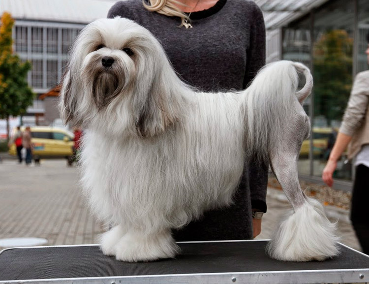 Aseo del Löwchen (perro león pequeño)