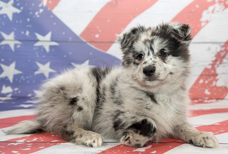 cachorro de Pomski merle