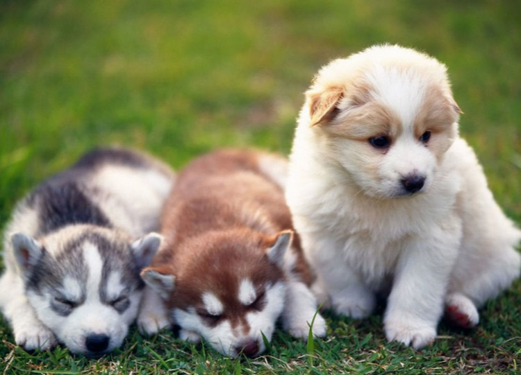 Cachorros de pomsky, precio