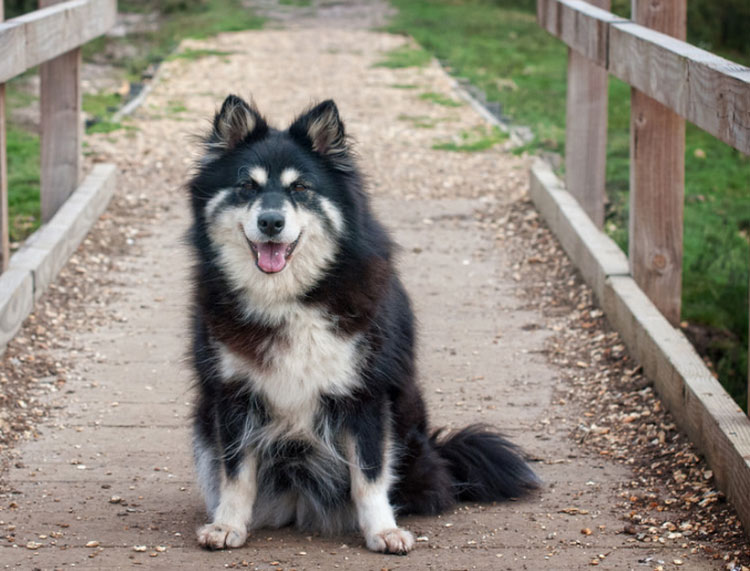 Pomsky o Lapphund
