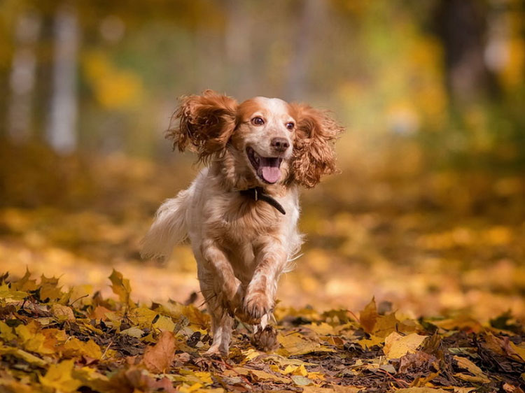 El spaniel ruso de caza corre