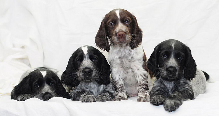 cachorros del spaniel ruso de caza