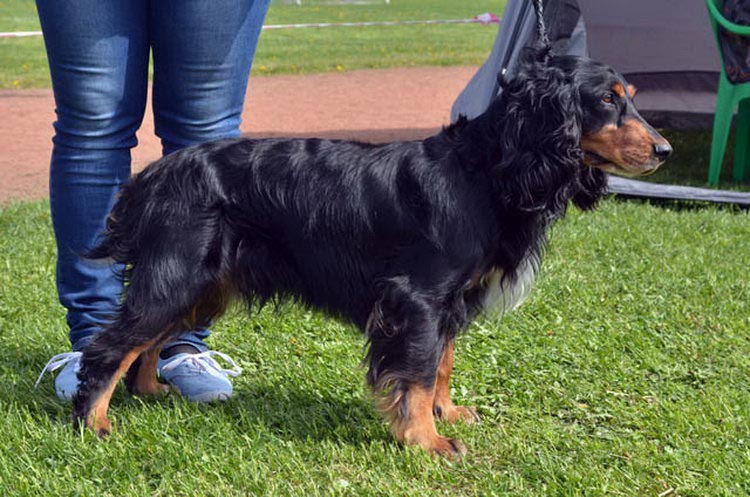 Spaniel ruso de caza (color fuego)