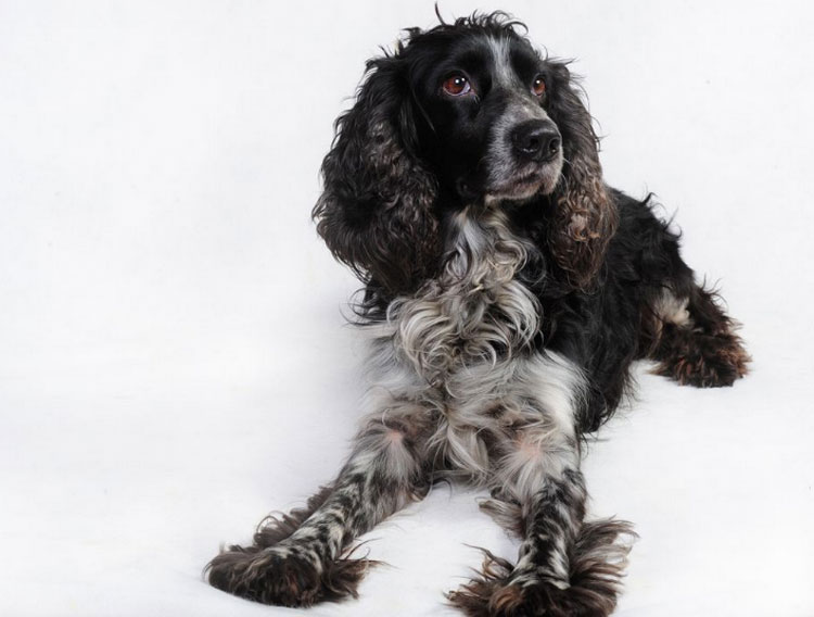 raza de perros Spaniel ruso de caza