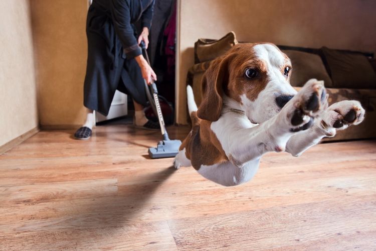 El perro huye de la aspiradora
