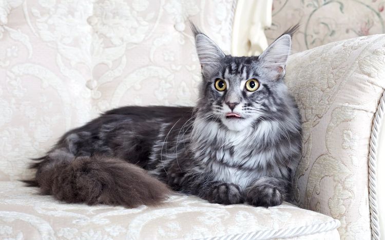 Maine Coon