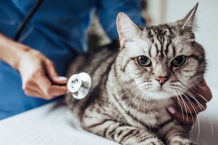 El veterinario examina al gato gris