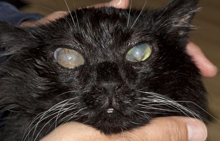 Leucoma en el ojo de un gato
