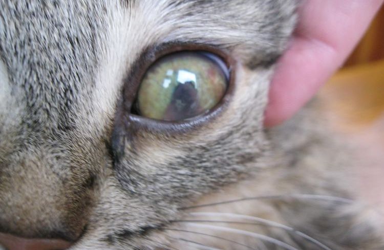 Leucoma en el ojo de un gato