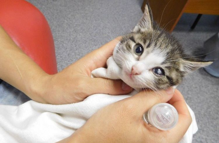 Leucoma en el gato