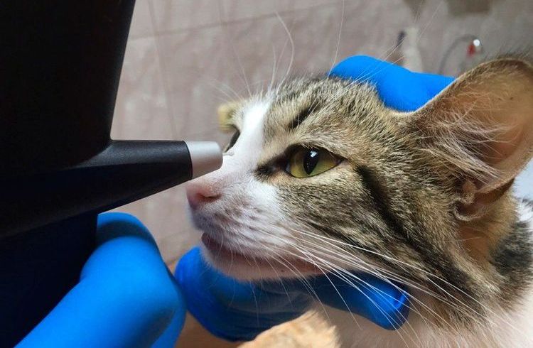 Gato en el oftalmólogo