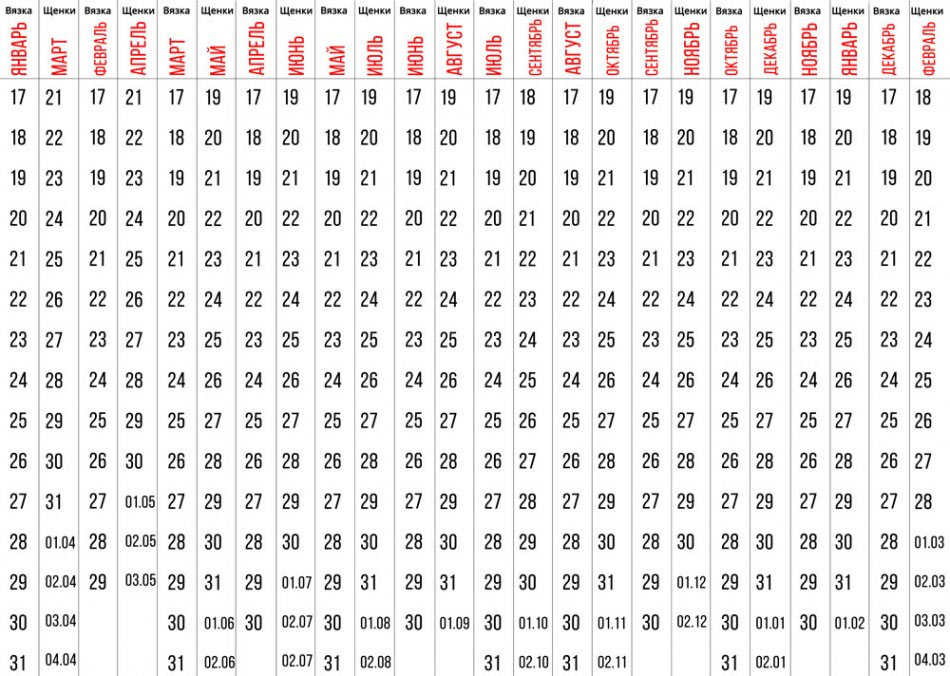 tabla de embarazo de perras (2.ª mitad del mes)
