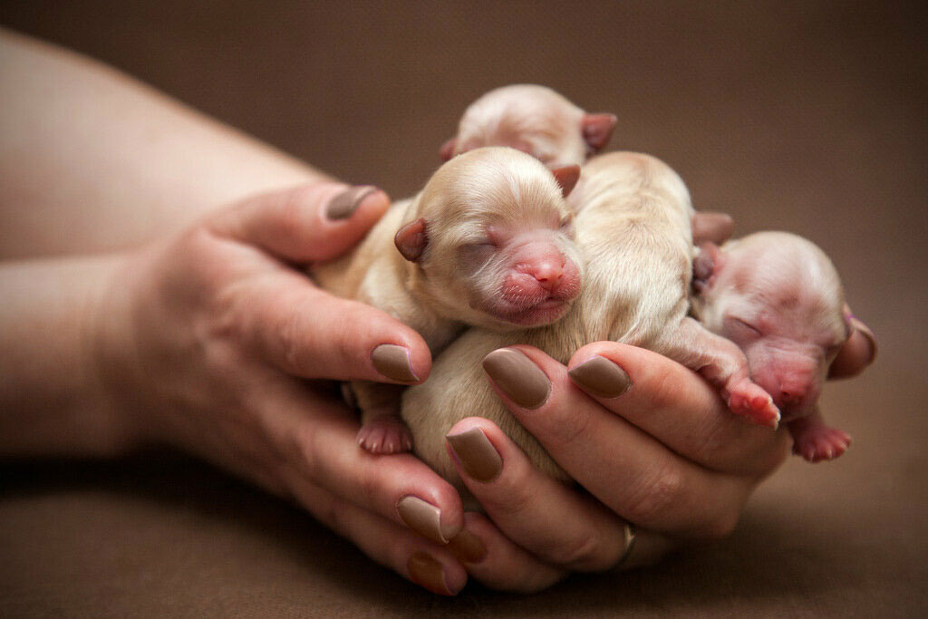 cachorros prematuros