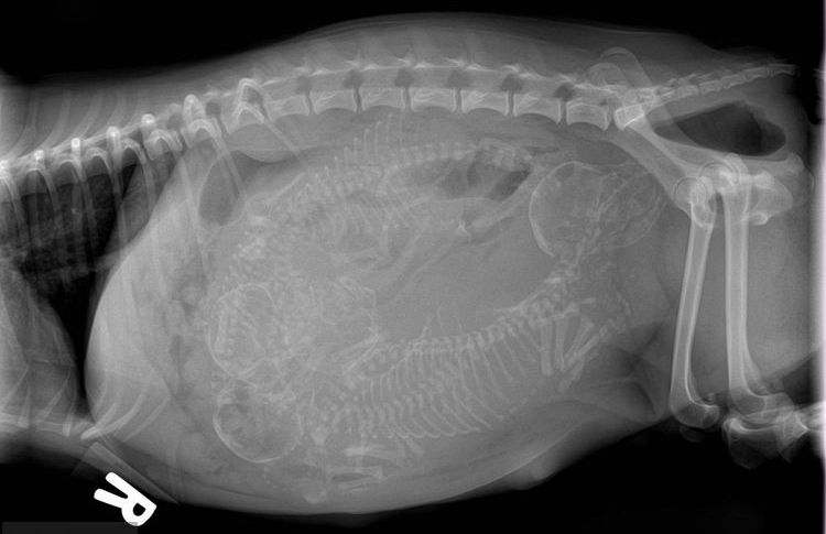 Radiografía de una perra embarazada