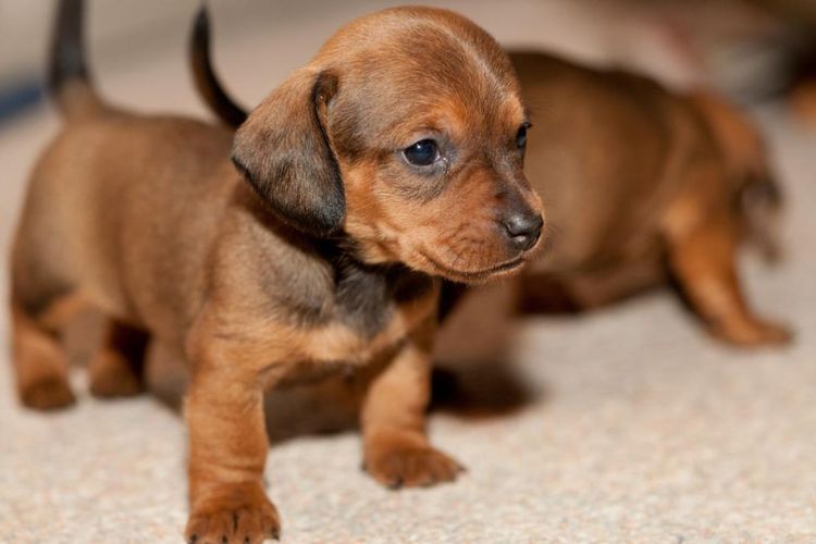 Cachorros de teckel