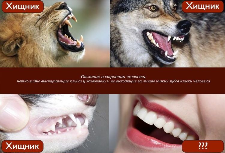 Diferencia en la estructura de la mandíbula del depredador y del ser humano