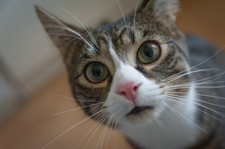 Gato