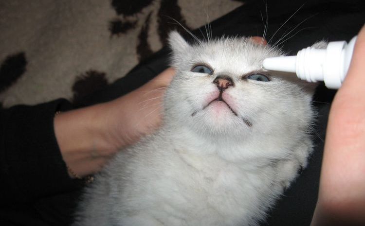 Le ponen gotas en los ojos al gatito