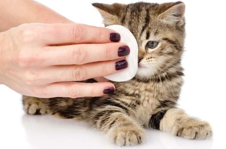 Limpieza de ojos a un gatito