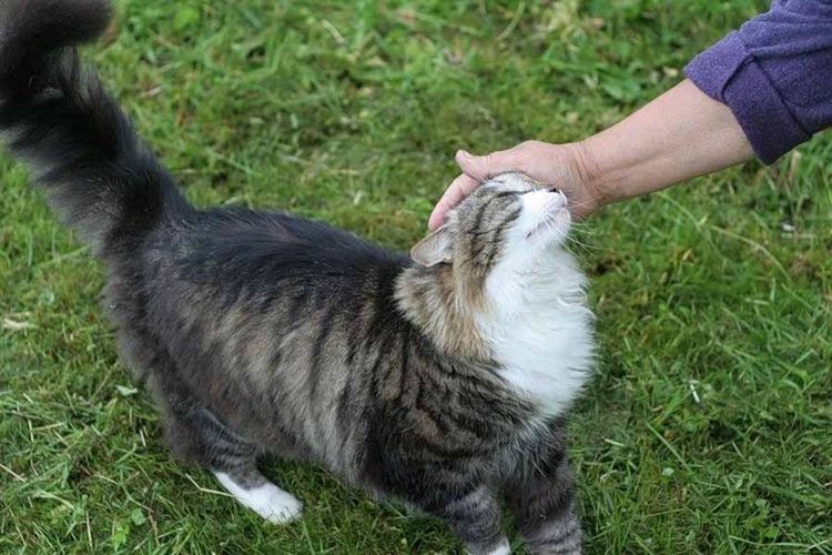 Gato en la naturaleza