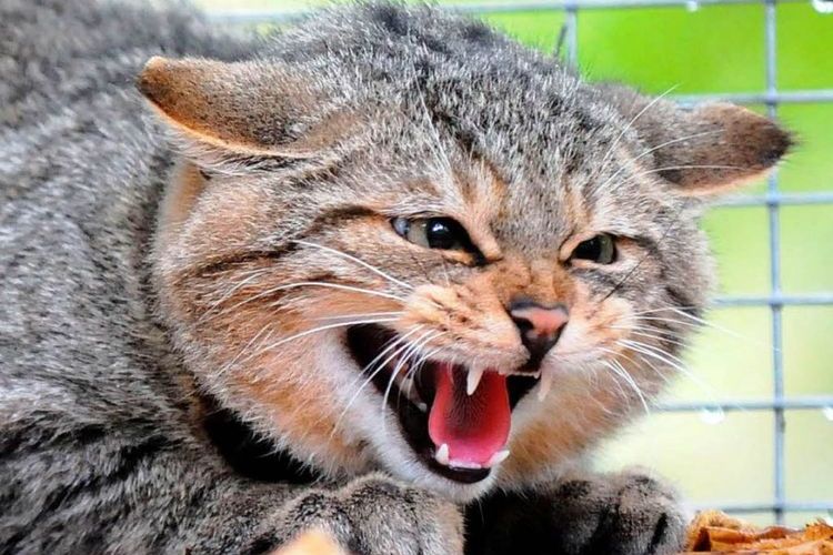 Gato enfadado