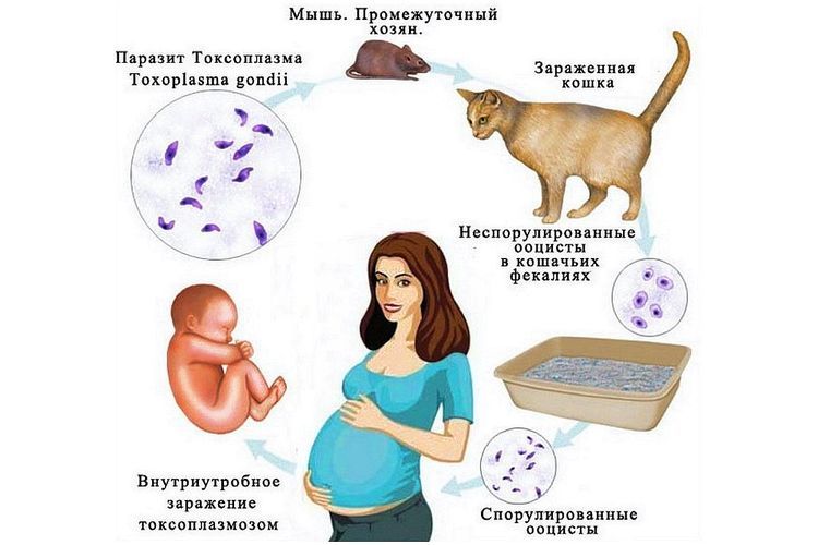 Toxoplasmosis del gato al humano