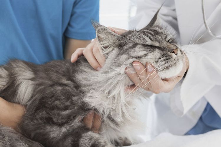 Gato en el veterinario