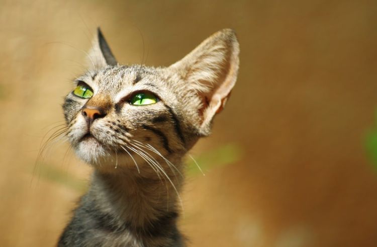 Gato