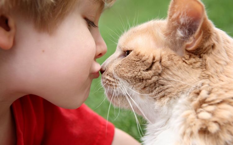 ¿De qué puede contagiarse una persona de un gato?