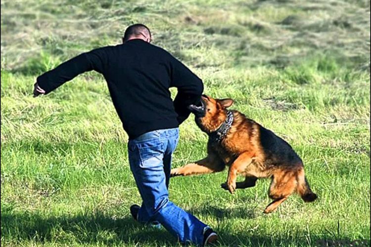 Entrenamiento de ataque con un pastor alemán
