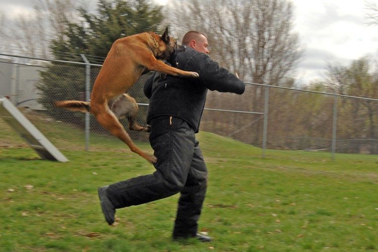 El perro ataca por la espalda
