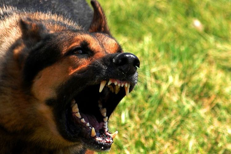 Perro agresivo