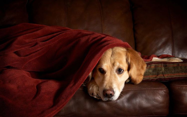 Perro bajo la manta