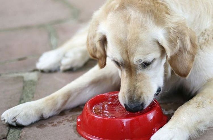 El perro bebe agua