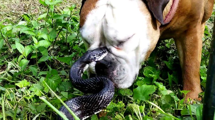 La víbora muerde al perro