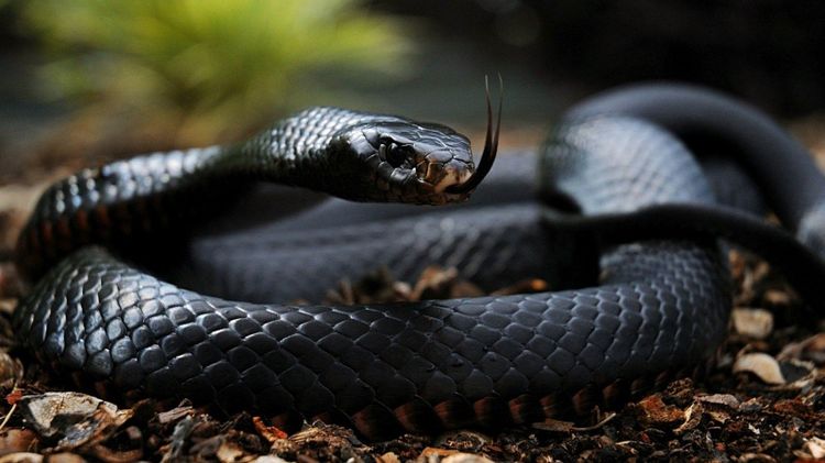 Serpiente con la lengua fuera