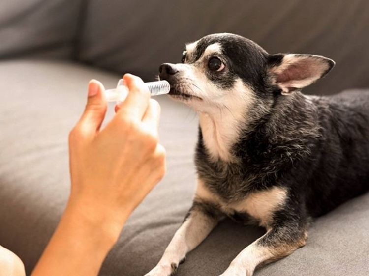 Cómo administrar la suspensión a un perro