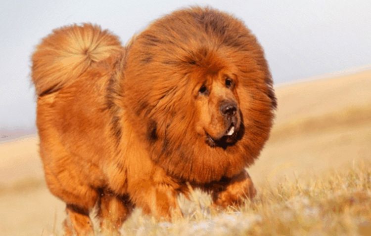 Chow chow