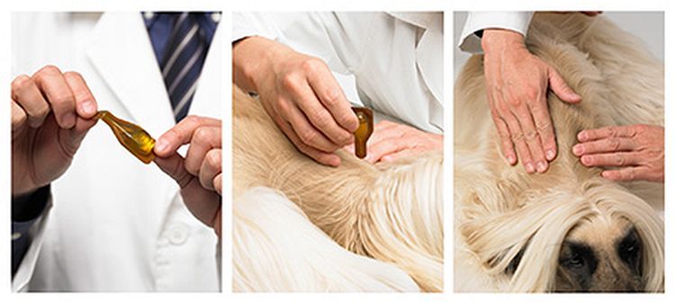 Cómo aplicar Essential 6 para perros